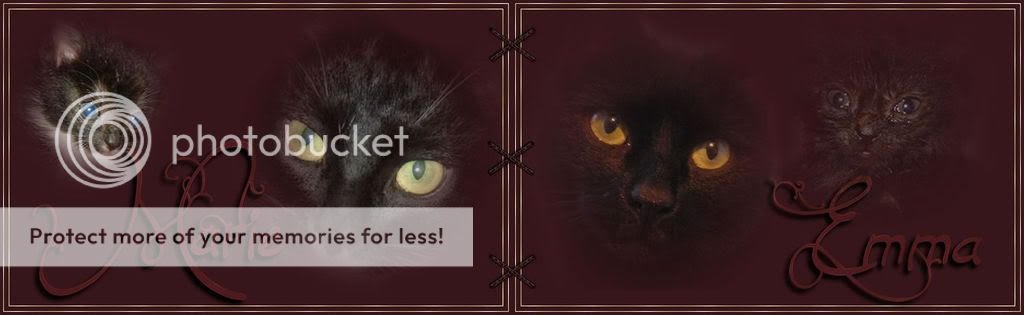 Katzen für HP