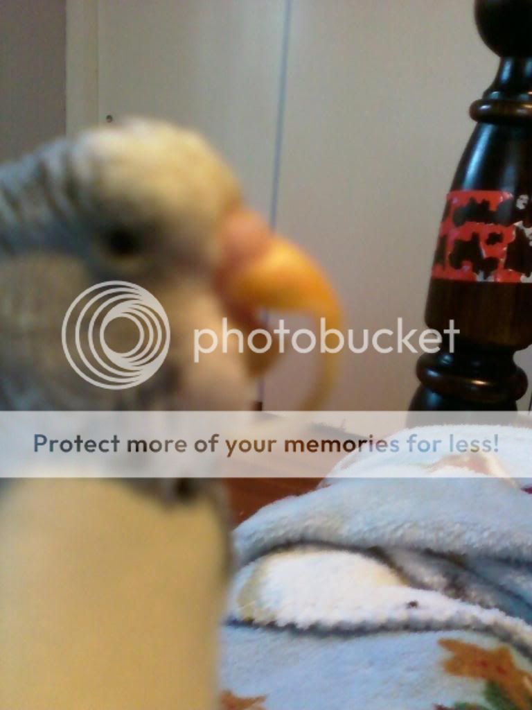 Overgrown+Parakeet+Beak ... friend has a budgie with a horribly overgrown beak! Pics and a
