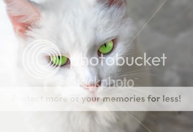 White Cats With Green Eyes