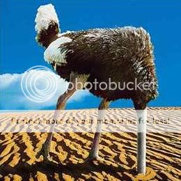 ostrich_head_sand2-gif3.jpg