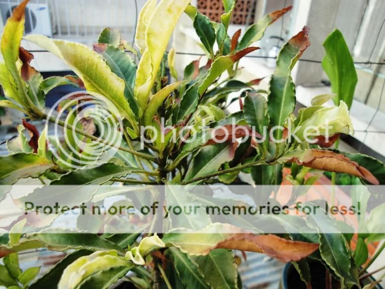 Kim Ngân Lượng - Cháy lá