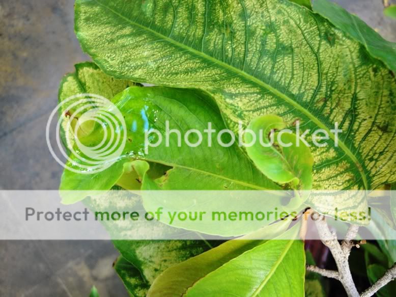 Lá Mai bị xoắn/ rút