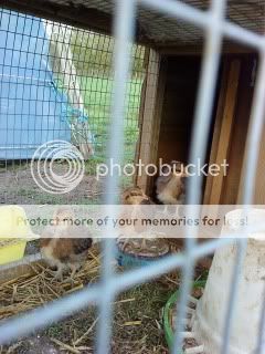 chicks9thapril2011013.jpg