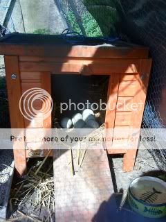 chicks9thapril2011014.jpg