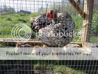 chicks9thapril2011018.jpg