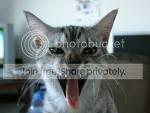 cat.jpg
